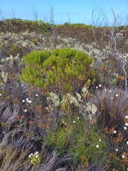 Leucadendron coniferum