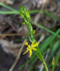 Bulbine semibarbata