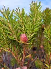 Leucadendron coniferum