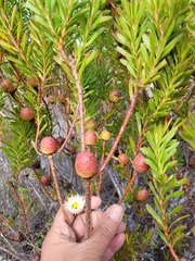 Leucadendron coniferum