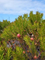 Leucadendron coniferum
