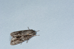 Acronicta denticulata
