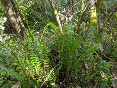 Pellaea falcata