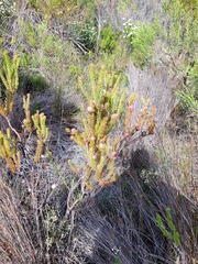 Leucadendron linifolium