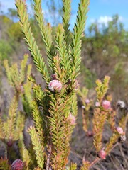 Leucadendron linifolium
