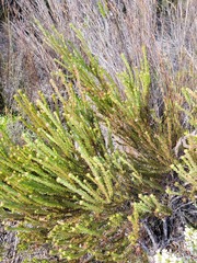 Leucadendron linifolium