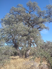 Quercus × alvordiana