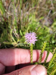 Stilbe ericoides