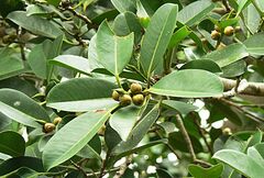 Ficus callophylla