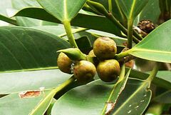 Ficus callophylla