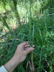 Carex acutiformis