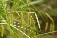Carex fascicularis