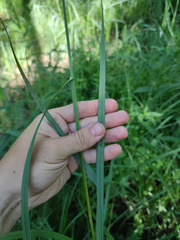 Carex acutiformis