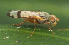 Sphenella ruficeps