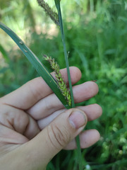 Carex acutiformis