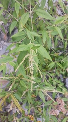 Buddleja asiatica