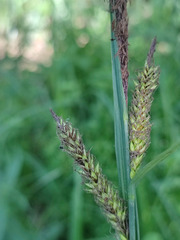 Carex acutiformis