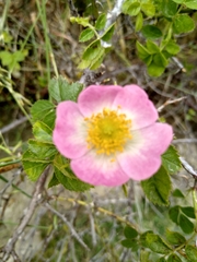 Rosa rubiginosa