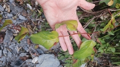 Schisandra arisanensis