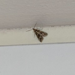 Alucita montana