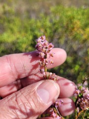 Erica corifolia