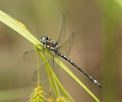 Eusynthemis brevistyla