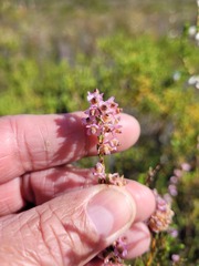 Erica corifolia