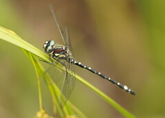Eusynthemis brevistyla