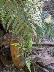 Asplenium gracillimum