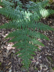 Hypolepis glandulifera