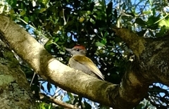 Chloropicus griseocephalus