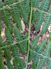 Hypolepis glandulifera