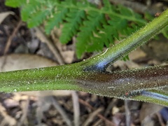 Hypolepis glandulifera