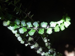 Asplenium flabellifolium