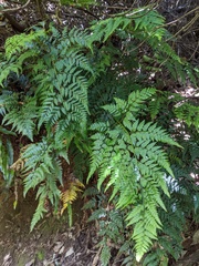 Parapolystichum acuminatum