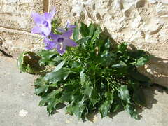 Campanula versicolor