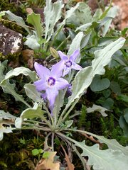 Campanula versicolor