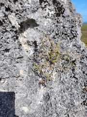 Jamesbrittenia calciphila