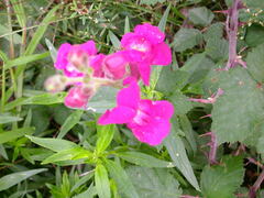 Antirrhinum majus