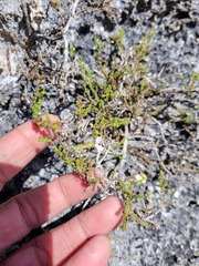 Jamesbrittenia calciphila