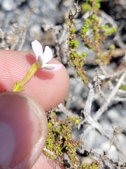 Jamesbrittenia calciphila