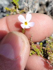 Jamesbrittenia calciphila