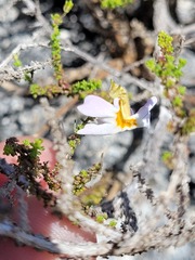 Jamesbrittenia calciphila