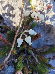 Erica calcareophila