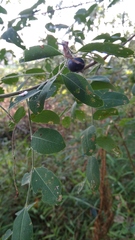 Phyllanthus reticulatus
