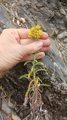 Pseudognaphalium hypoleucum