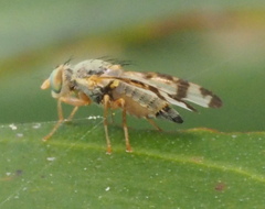 Sphenella ruficeps
