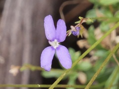 Stylidium pritzelianum