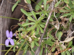 Stylidium pritzelianum