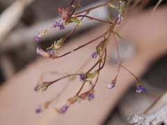 Stylidium pritzelianum